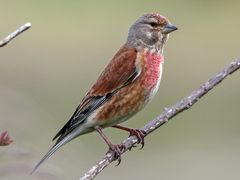 Eurasian Linnet