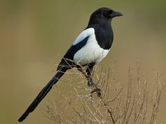 Eurasian Magpie