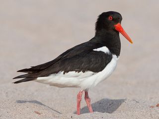 Scholekster