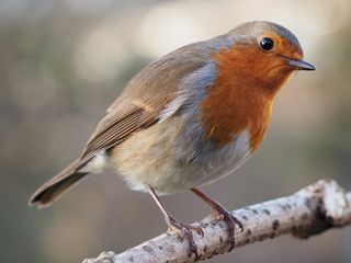 Roodborst