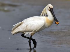 Eurasian Spoonbill