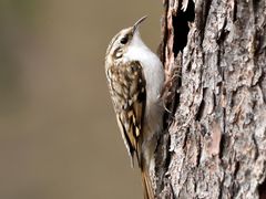 Eurasian Treecreeper