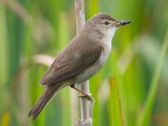 Common Reed Warbler