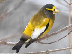 Evening Grosbeak