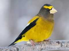 Evening Grosbeak