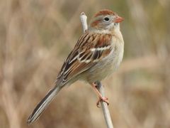 Field Sparrow