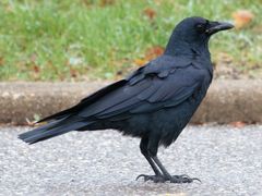 Fish Crow