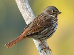 Fox Sparrow