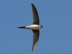 Fork-tailed Palm Swift