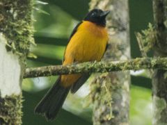 Fulvous Shrike-Tanager
