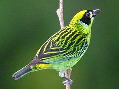 Green-and-gold Tanager