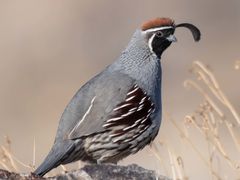 Gambel's Quail