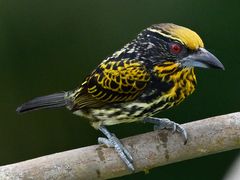 Gilded Barbet