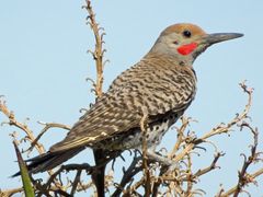 Gilded Flicker