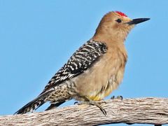 Gila Woodpecker