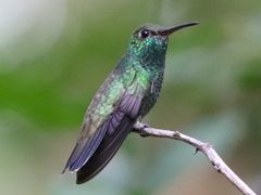 Glittering-throated Emerald