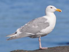 Glaucous-winged Gull