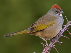 Green-tailed Towhee