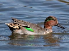 Green-winged Teal