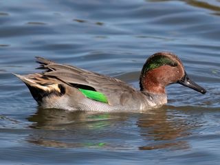 Wintertaling