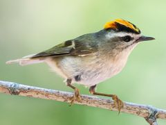 Golden-crowned Kinglet