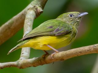 Golden-crowned Manakin