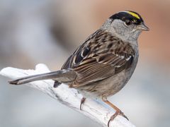 Golden-crowned Sparrow