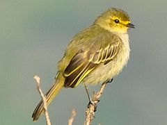 Golden-faced Tyrannulet