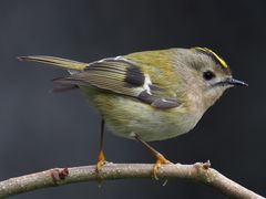 Goldcrest