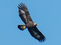 Golden Eagle
