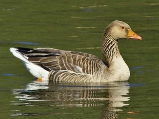 Grauwe Gans