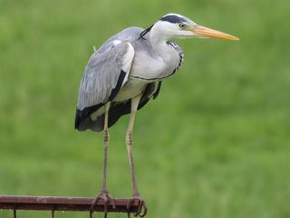 Blauwe reiger