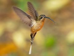 Great-billed Hermit