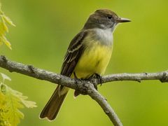 Great Crested Flycatcher