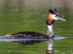 Great Crested Grebe