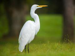 Great Egret