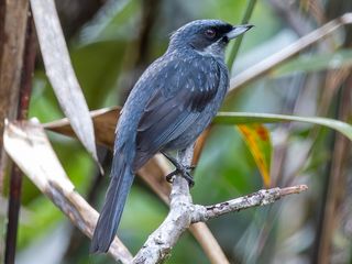 Greater Flowerpiercer