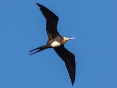 Great Frigatebird