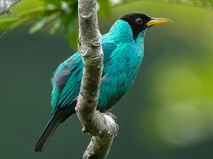 Green Honeycreeper