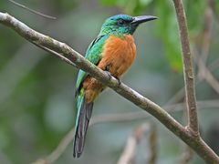 Great Jacamar
