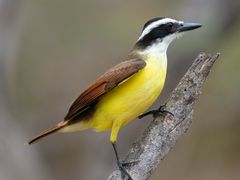 Great Kiskadee