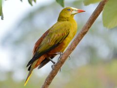 Green Oropendola