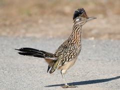 Greater Roadrunner