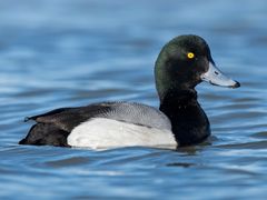 Greater Scaup