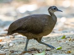 Great Tinamou