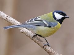 Great Tit