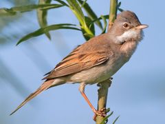 Greater Whitethroat