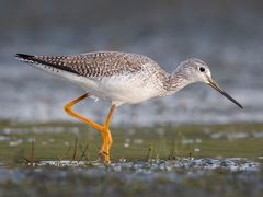 Greater Yellowlegs