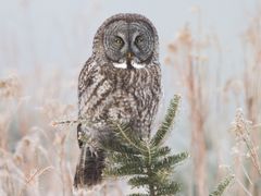 Great Gray Owl