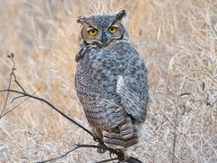 Great Horned Owl